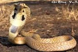 Tham tiền công vận chuyển rắn hổ chúa, tài xế xe khách bị tăng nặng mức án