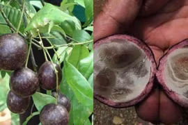 Vụ 11 trẻ ngộ độc do ăn quả hồng châu: Ba trẻ nguy kịch được chuyển Bệnh viện Nhi Trung ương