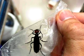 Rán sâu ban miêu để ăn, người đàn ông nhập viện cấp cứu