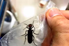 Rán sâu ban miêu để ăn, người đàn ông nhập viện cấp cứu