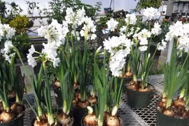 Hái lá hoa thủy tiên để nấu cháo vì nhầm với lá hẹ, hai trẻ ăn xong bị ngộ độc