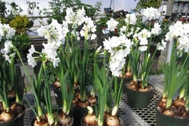 Hái lá hoa thủy tiên để nấu cháo vì nhầm với lá hẹ, hai trẻ ăn xong bị ngộ độc