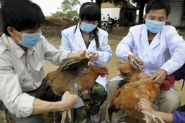 Nguy cơ lây nhiễm cúm gia cầm sang người tăng cao hơn vào dịp tết, làm gì để phòng tránh?