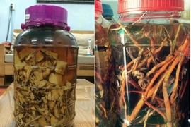 Một người tử vong, bốn người nhập viện do uống rượu ngâm rễ cây lạ