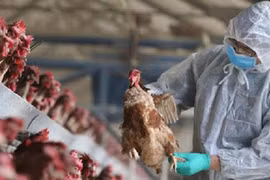 Nóng: WHO và FAO khuyến cáo Việt Nam cảnh giác cao với cúm A/H5N8 lây sang người