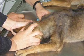 Bị cắn khi cho chó ăn, một phụ nữ phát bệnh dại và tử vong sau 3 tháng