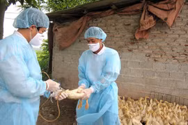 Đề phòng dịch bệnh cúm gia cầm lây lan dịp Tết, tiềm ẩn nguy cơ lây nhiễm sang người