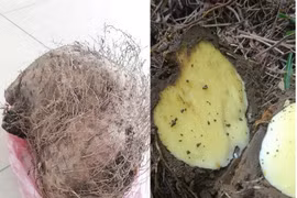 Xác định được tên và độc tố của loại củ rừng khiến 7 người ngộ độc phải cấp cứu