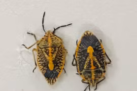 Cấp cứu 5 người nhập viện do ăn bọ xít rang, 2 người bị liệt cơ