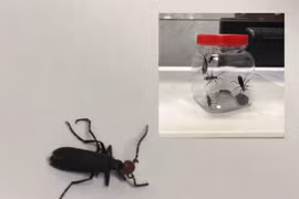 Bắt sâu ban miêu làm món chiên để ăn, ba người nhập viện cấp cứu