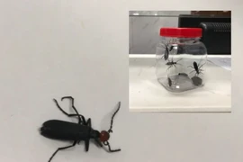 Bắt sâu ban miêu làm món chiên để ăn, ba người nhập viện cấp cứu