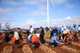 Thu nhập của người nông dân trồng khoai tây tăng gấp 3 lần nhờ mô hình khép kín