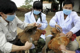 Cúm A/H5N1 bùng phát ở Campuchia, đã có 1 người tử vong, nguy cơ lây sang Việt Nam rất lớn