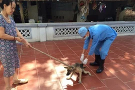 Số người tử vong do bệnh dại tăng gấp đôi, Bộ Y tế ra cảnh báo