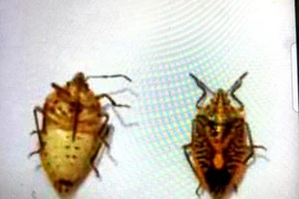 Cả gia đình ngộ độc, một người nguy kịch vì ăn “đặc sản” bọ xít rang nhấm rượu chuối hột