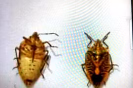 Cả gia đình ngộ độc, một người nguy kịch vì ăn “đặc sản” bọ xít rang nhấm rượu chuối hột