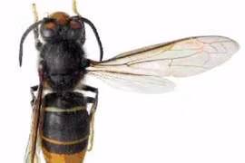 Hà Nội: Người đàn ông 53 tuổi tử vong do ong bắp cày đốt