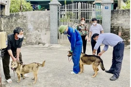 10 người bị phơi nhiễm với 3 con chó dại ở Sóc Sơn đều đã tiêm phòng, lo ngại dịch còn phức tạp