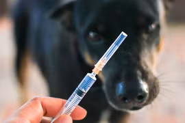 Bị chó cào vào tay, một người ở Đông Anh bị phơi nhiễm virus dại