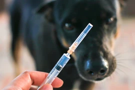 Bị chó cào vào tay, một người ở Đông Anh bị phơi nhiễm virus dại