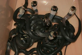 Ráo riết săn lùng bầy rắn hổ mang "nhí" sổng chuồng