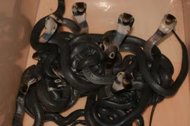 Ráo riết săn lùng bầy rắn hổ mang "nhí" sổng chuồng