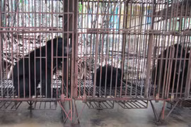 Đóng cửa hoàn toàn hoạt động du lịch trại gấu Hạ Long