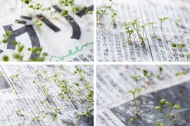 Cây xanh mọc lên từ giấy báo tại Nhật Bản