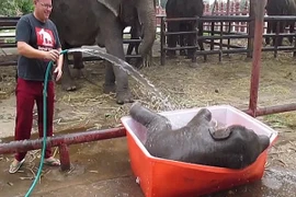 Xem voi con "quậy tưng" trong bồn nước