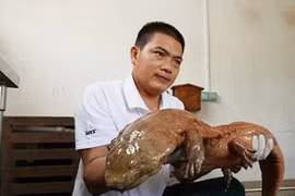 Bắt được con kỳ nhông khổng lồ, giống "sinh vật lạ ở Vĩnh Phúc"