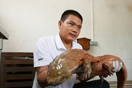 Bắt được con kỳ nhông khổng lồ, giống "sinh vật lạ ở Vĩnh Phúc"