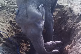 Voi mẹ vật vã 11 giờ đồng hồ cứu voi con bị rơi xuống giếng