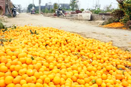 Quất "dát" vàng đường Tứ Liên