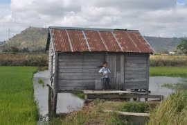 Lạ lùng chuyện “ma lúa” trừng phạt kẻ ăn trộm