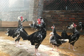 Mốt chơi thú “độc” của dân chơi ngày Tết