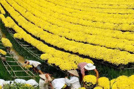 Sa Đéc - thành phố hoa chốn miệt vườn