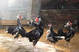 Mốt chơi thú “độc” của dân chơi ngày Tết