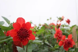 Hà Nội được mùa hoa Tây Tựu