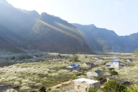 Xuân sớm trên bản Thung Cuông