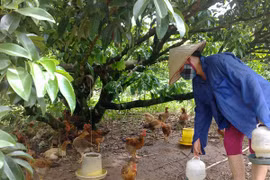 Gà đồi Yên Thế “ngóng” Tết