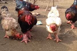 Cần bảo tồn “gà tiến vua”