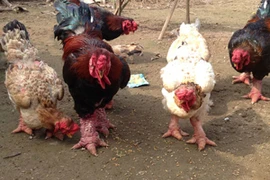 Cần bảo tồn “gà tiến vua”