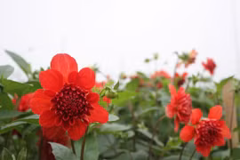 Hà Nội được mùa hoa Tây Tựu