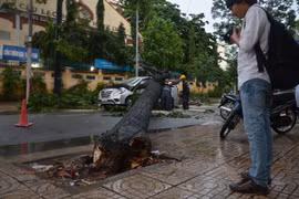 TP. HCM tiếp tục mưa, cây xanh ngã đổ đè bẹp ô tô