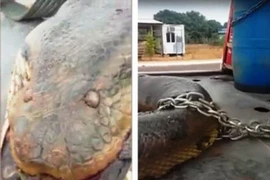 Rắn khổng lồ Anaconda dài nhất thế giới vừa bị bắt