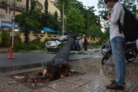 TP. HCM tiếp tục mưa, cây xanh ngã đổ đè bẹp ô tô
