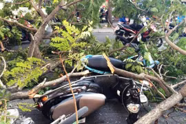 Cây xanh tét nhánh rơi trúng 3 xe máy, một người bị thương