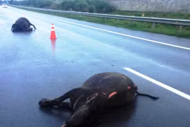2 con trâu đi vào cao tốc bị ô tô tông chết