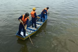 Cá chết hàng loạt ở hồ Tây: Có thể do hiện tượng "tảo nở hoa"
