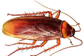 Gián dài 2cm “quậy” trong tai